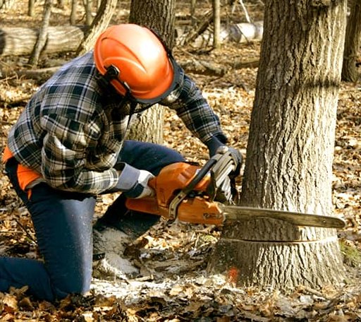 Tree Removal in East Hardwick, VT